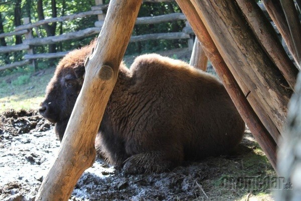 Severoamerický bizón
