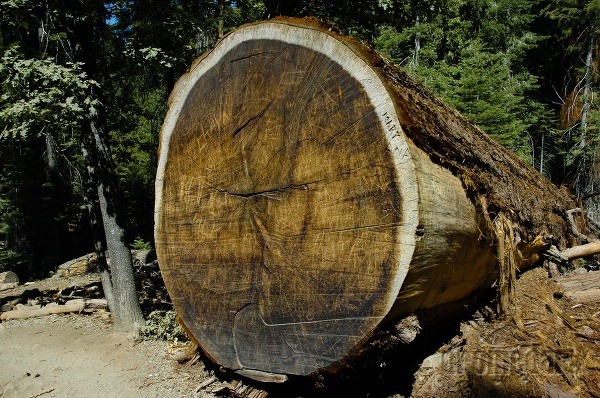 Národný park Sequoia, USA