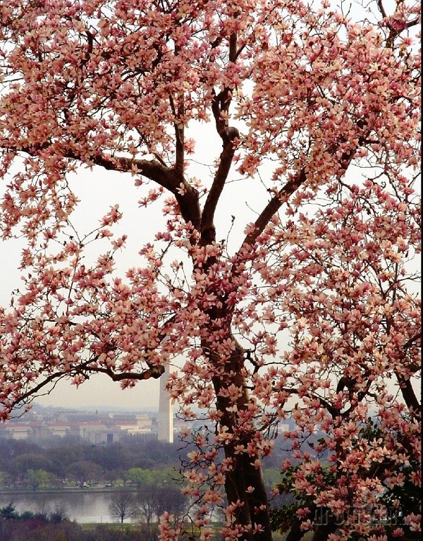 Washington D.C., japonská čerešňa