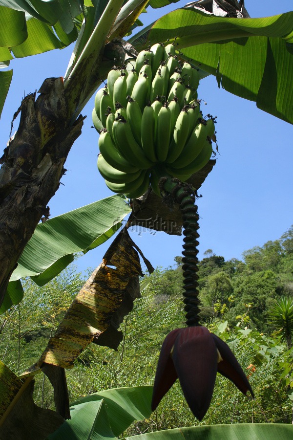 banánovník, Kostarika