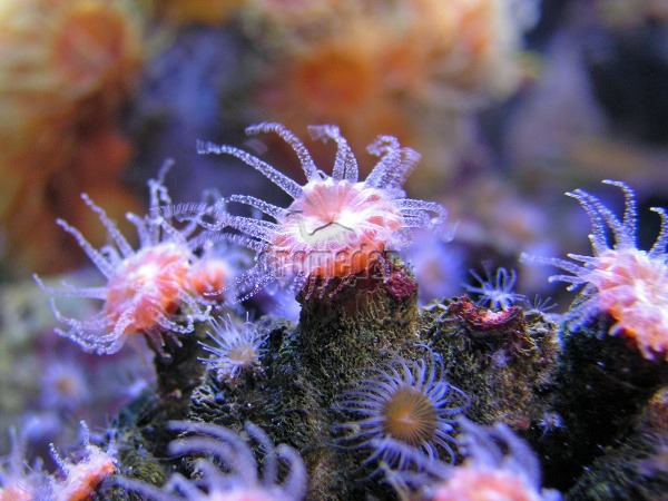 Veľká koralová bariéra, Austrália