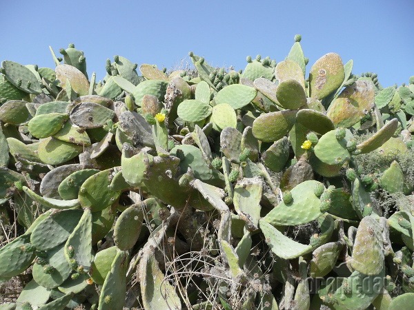 Malta - kvitnúce kaktusy