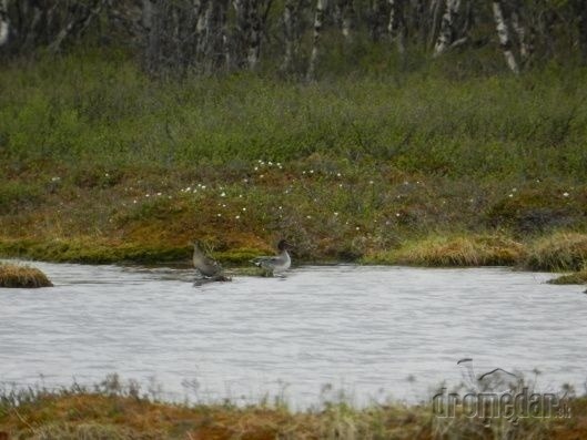 Prírodná rezervácia Kevo, Laponsko