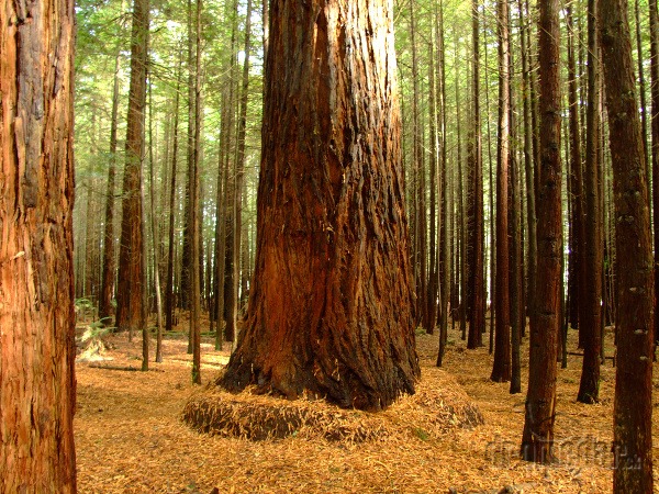 Národný park Redwood, Kalifornia