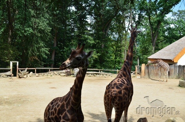 Zoo Zlín, Česká republika