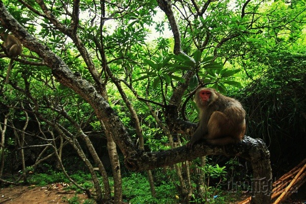 Opičí ostrov, Halong Bay,