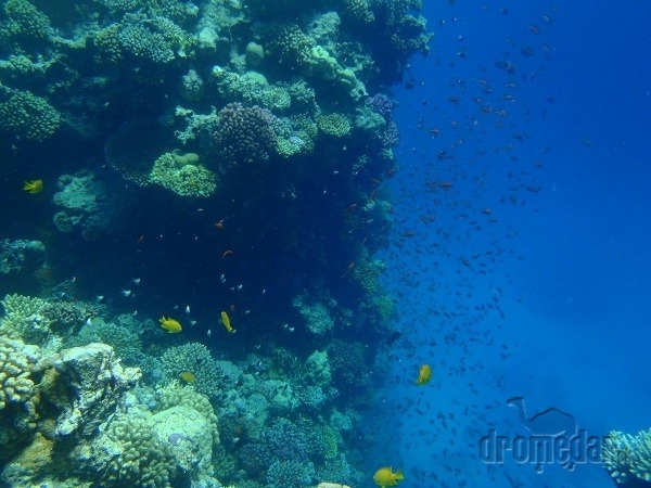 potápanie v Egypte
