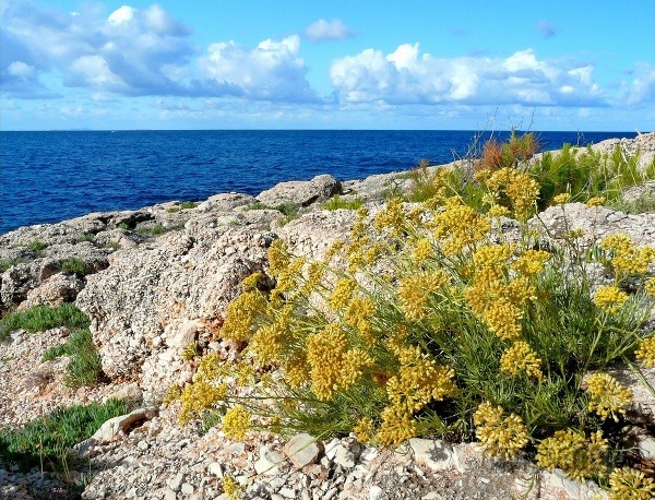 Sveta Nedelja, Hvar