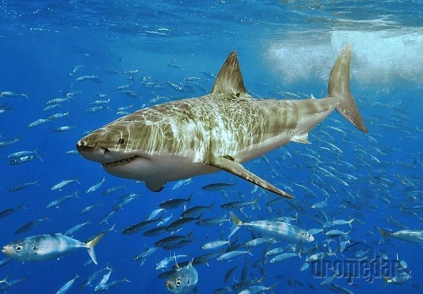 Biely žralok