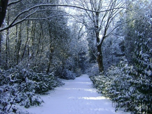 Arborétum Mlyňany