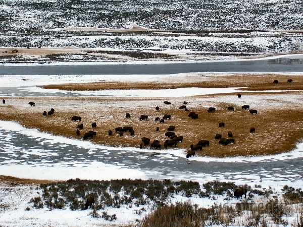 Pozorovať stáda bizónov v