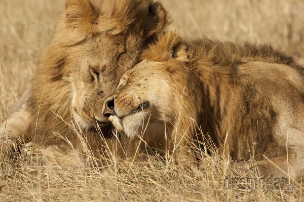 Národná rezervácia Masai Mara