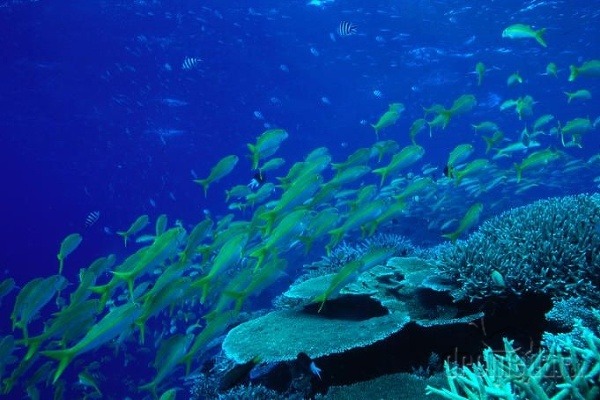 Podmorská krása Veľkej koralovej