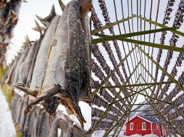 Každoročný výlov tresiek, Nórsko