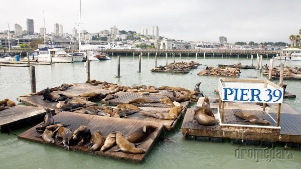 Morský život San Francisca