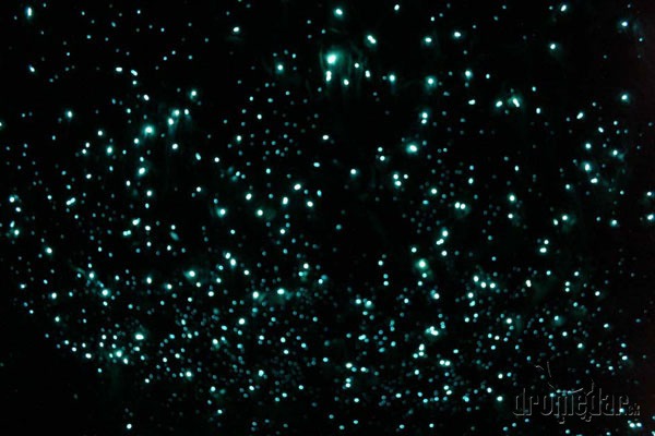 Waitomo Cave, Nový Zéland