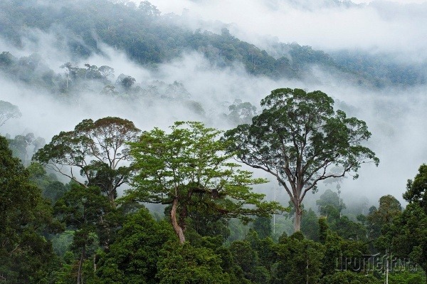 Borneo, Indonézia