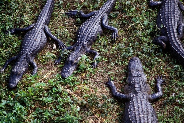 Národný park Everglades, Florida,