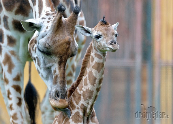 Zoo Viedeň, Rakúsko