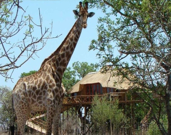 Pezulu Treehouse Game Lodge, Južná Afrika