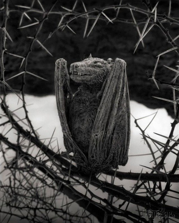 Jeden z mumifikovaných netopierov,