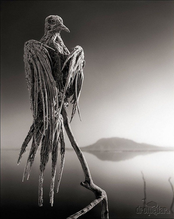 Mumifikovaná holubica, jazero Natron,