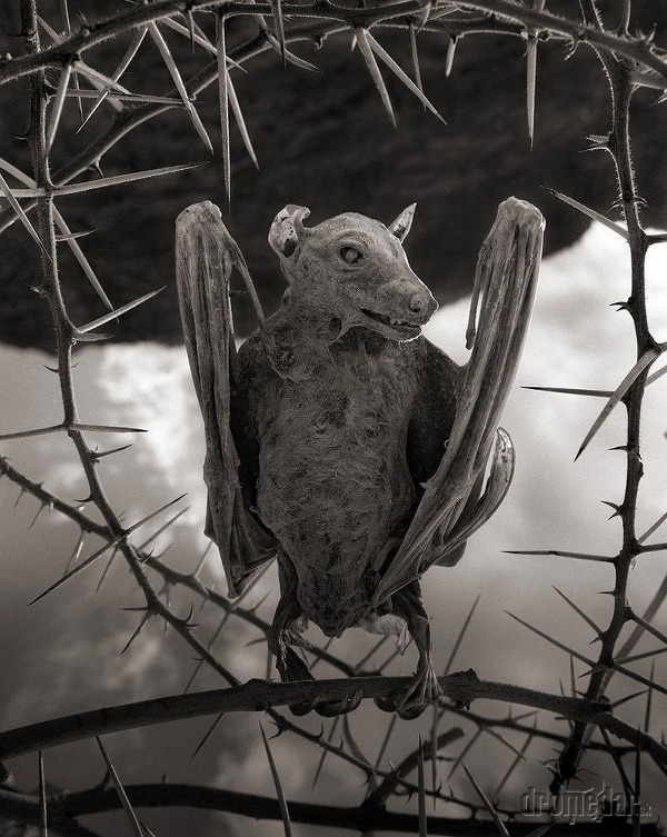 Mumifikovaný netopier, jazero Natron,