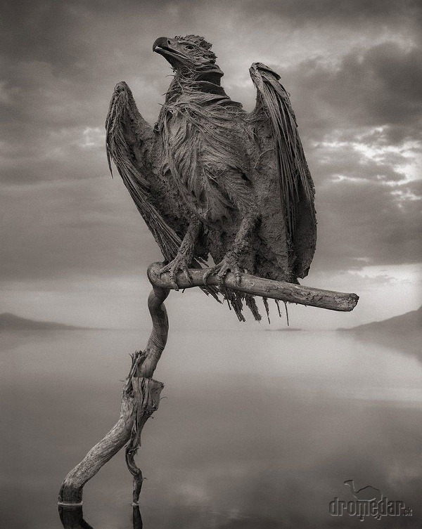 Mumifikovaný orol, jazero Natron,