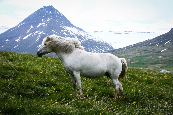 Islandské kone majú takzvaný