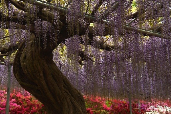 Ashikaga Flower Park, Japonsko
