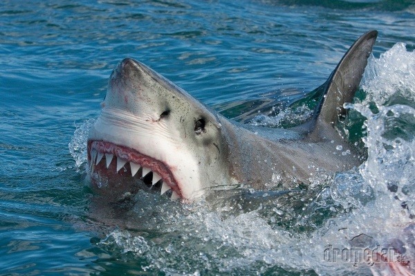 Žralok biely