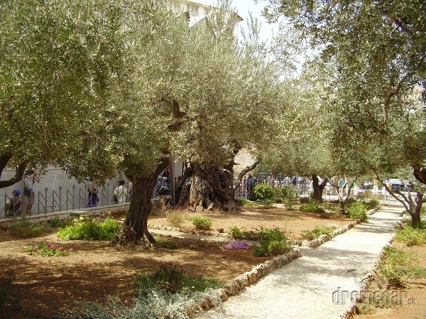 Getsemanská záharada, Jeruzalem, Izrael