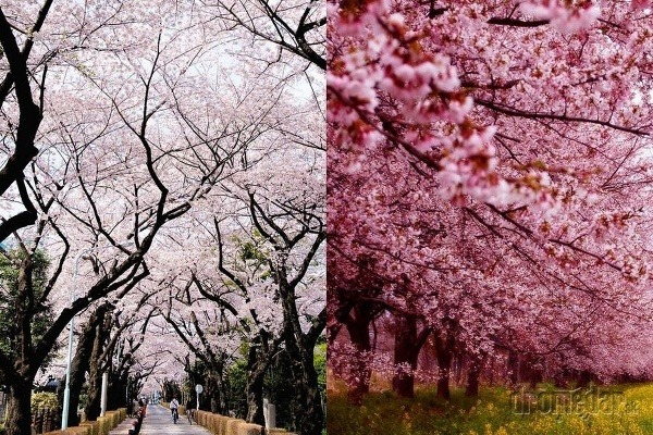 Sakuri, Japonsko