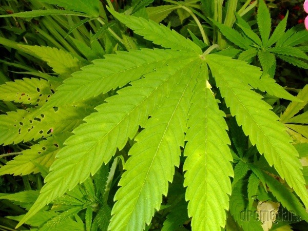 marihuana - ilustr. obr.
