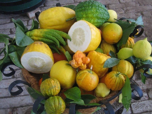 Dni citrusov vo viedenskom