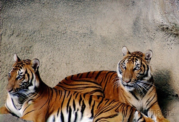 Tiger indočínsky