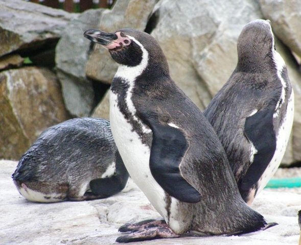 Tučniak jednopásy