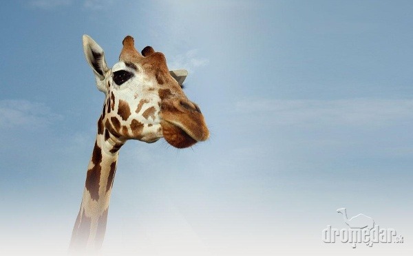 ZOO Taronga, Sydney, Austrália