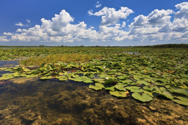 Leknové polia, Delta Dunaja