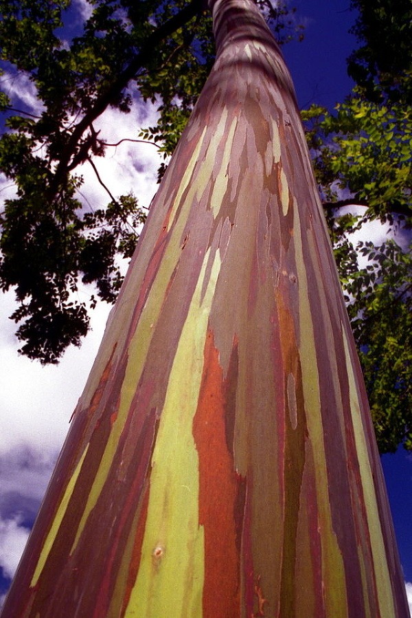 Dúhový eukalyptus