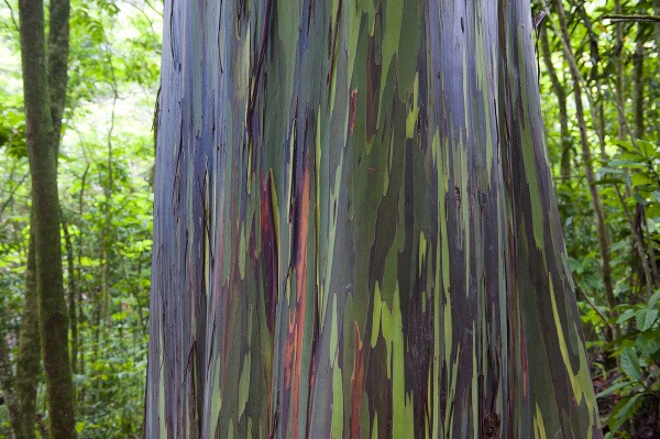 Dúhový eukalyptus