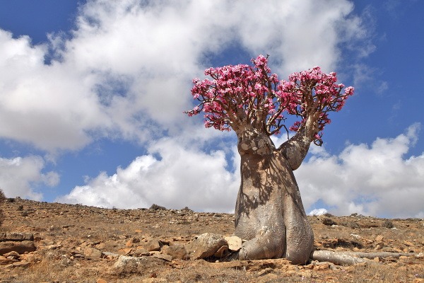 Púštna ruža, Ostrov Socotra, Jemen