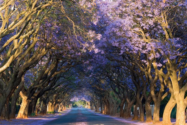 Jacaranda mimosifolia