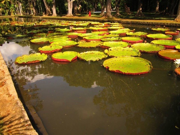 Botanická záhrada, Maurícius