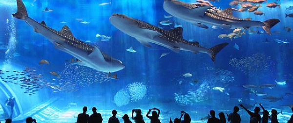 Okinawa Churaumi Aquarium, Japonsko