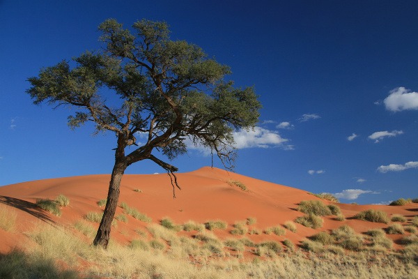 Prírodná rezervácia Namib Rand,