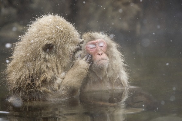 Snežné opice v Japonsku