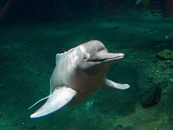 Ružový delfín sa v