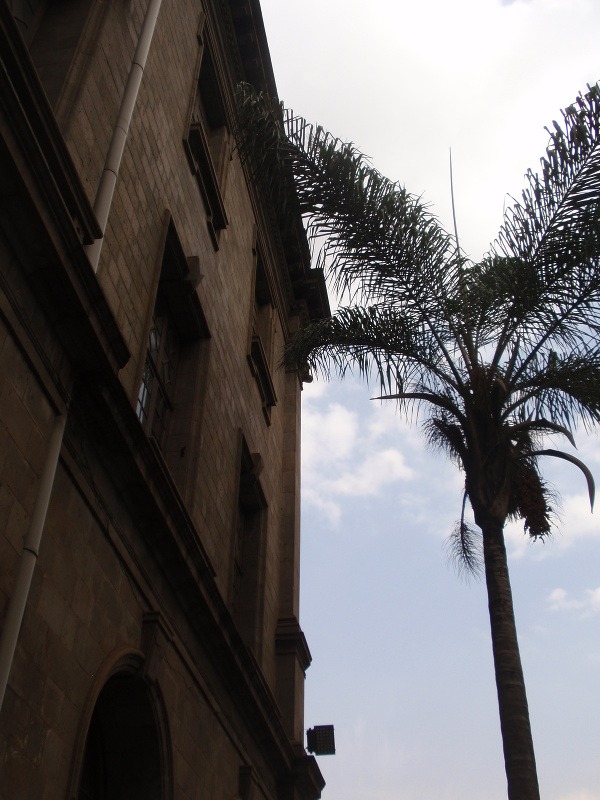 Palmy dodávajú Nairobi tropický