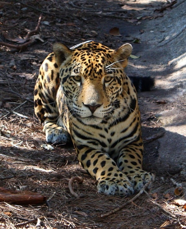 Jaguár v Belize ZOO,